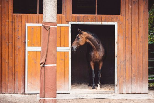Beautiful brown horse standing in front of his stables ready for horse back riding. Majestic animal, a horse at a ranch in Slovenia. 
