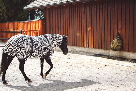 Horse wearing a coat with zebra pattern because of a skin rash, allergy, so his skin is protected. Happy horse eating, running around on the ranch. 
