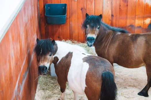 Top down view inside the stable with two little ponies standing still. 