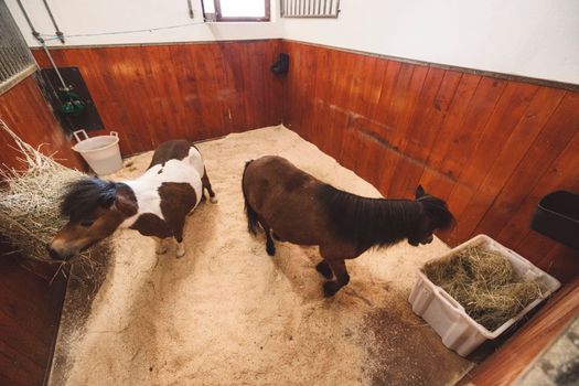 Top down view inside the stable with two little ponies standing still. 