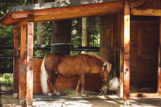 Side view of beautiful brown horse grazing on hay in the stable . High quality photo