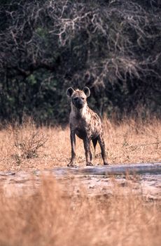 Spotted Hyeana (Crocuta crocuta), Kruger National Park, Mpumalanga, South Africa