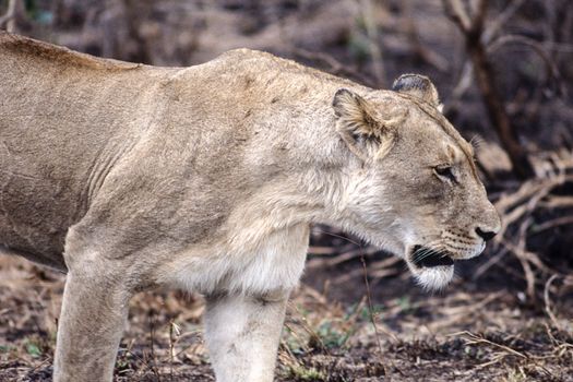 Lion (Panthera leo), Kruger National Park, Mpumalanga, South Africa