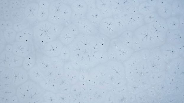 Ice patterns on the surface of a freezing mountain lake. Unusual oval circles with cracks inside resemble cells. Dark water and white ice. Top view from a drone on Kaindy Lake. Kazakhstan, Almaty