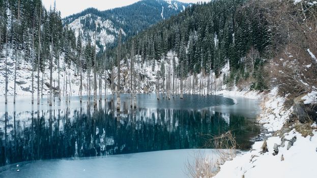 Coniferous tree trunks come out of a mountain lake. Smooth water like a mirror reflects the snowy mountains and the forest. High peaks in the clouds. Kaindy Lake is freezing. Bushes grow on the shore