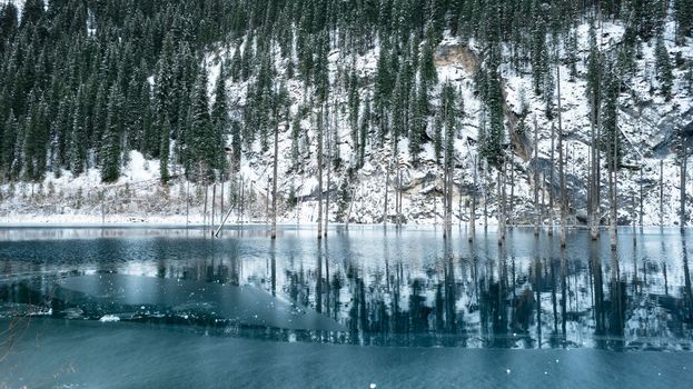 Coniferous tree trunks come out of a mountain lake. Smooth water like a mirror reflects the snowy mountains and the forest. High peaks in the clouds. Kaindy Lake is freezing. Bushes grow on the shore