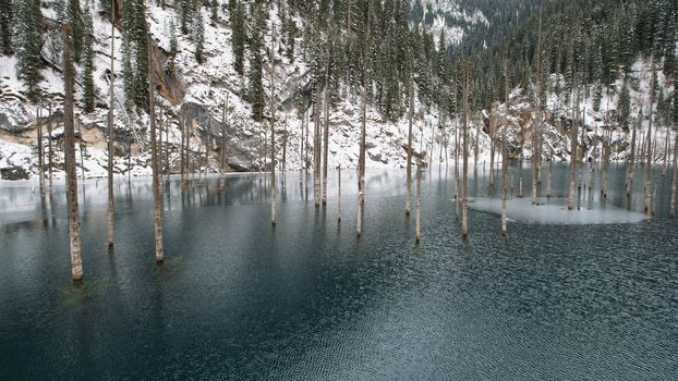 Coniferous tree trunks come out of a mountain lake. Smooth water like a mirror reflects the snowy mountains and the forest. High peaks in the clouds. Kaindy Lake is freezing. Bushes grow on the shore