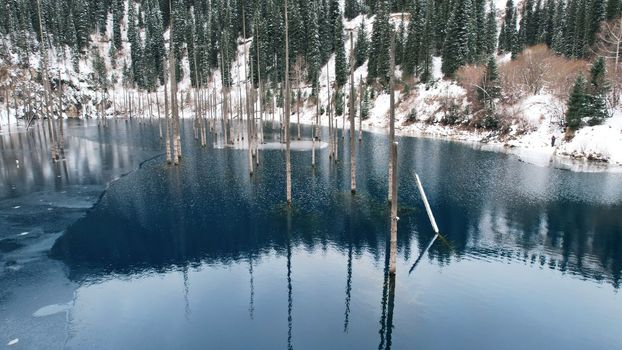 Coniferous tree trunks come out of a mountain lake. Smooth water like a mirror reflects the snowy mountains and the forest. High peaks in the clouds. Kaindy Lake is freezing. Bushes grow on the shore