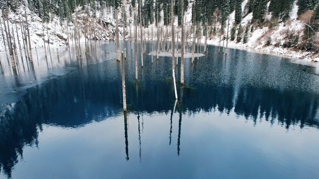 Coniferous tree trunks come out of a mountain lake. Smooth water like a mirror reflects the snowy mountains and the forest. High peaks in the clouds. Kaindy Lake is freezing. Bushes grow on the shore