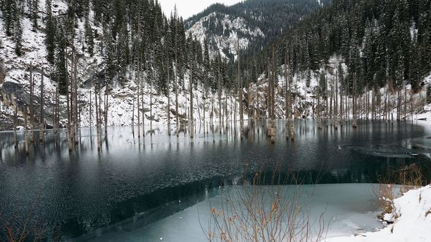 Coniferous tree trunks come out of a mountain lake. Smooth water like a mirror reflects the snowy mountains and the forest. High peaks in the clouds. Kaindy Lake is freezing. Bushes grow on the shore