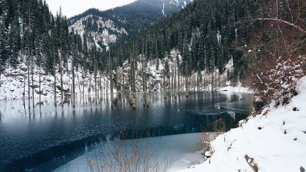 Coniferous tree trunks come out of a mountain lake. Smooth water like a mirror reflects the snowy mountains and the forest. High peaks in the clouds. Kaindy Lake is freezing. Bushes grow on the shore