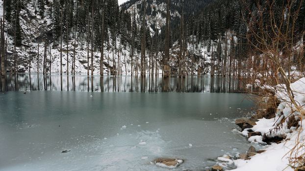 Coniferous tree trunks come out of a mountain lake. Smooth water like a mirror reflects the snowy mountains and the forest. High peaks in the clouds. Kaindy Lake is freezing. Bushes grow on the shore