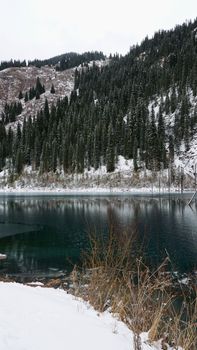 Coniferous tree trunks come out of a mountain lake. Smooth water like a mirror reflects the snowy mountains and the forest. High peaks in the clouds. Kaindy Lake is freezing. Bushes grow on the shore