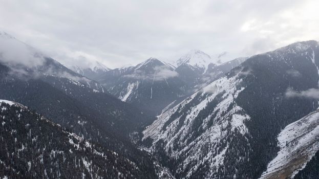 Flying in the clouds with a view of snowy mountains and forest. Tall coniferous trees stand on the hills. White clouds are floating low. Flying through the clouds. Steep slopes. Kazakhstan, Almaty