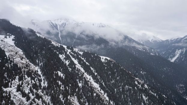 Flying in the clouds with a view of snowy mountains and forest. Tall coniferous trees stand on the hills. White clouds are floating low. Flying through the clouds. Steep slopes. Kazakhstan, Almaty