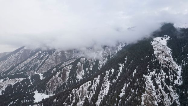 Flying in the clouds with a view of snowy mountains and forest. Tall coniferous trees stand on the hills. White clouds are floating low. Flying through the clouds. Steep slopes. Kazakhstan, Almaty