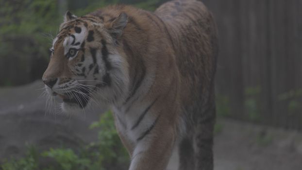 Tiger on a walk. Portrait of a beautiful tiger. Big cat close-up. Tiger looks at you. Portrait of a big cat. Slow motion 120 fps, ProRes 422, ungraded C-LOG 10 bit.