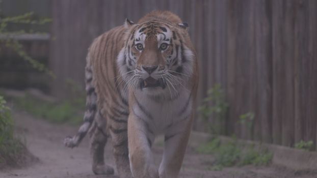 Tiger on a walk. Portrait of a beautiful tiger. Big cat close-up. Tiger looks at you. Portrait of a big cat. Slow motion 120 fps, ProRes 422, ungraded C-LOG 10 bit.