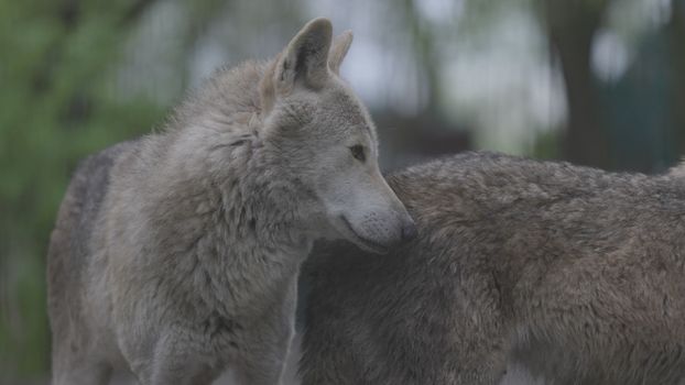 Portrait of a grey wolf Canis Lupus in summer forest. Portrait of Predator. Relationship and behavior of wolves. 4K slow motion, ProRes 422, ungraded C-LOG 10 bit video.