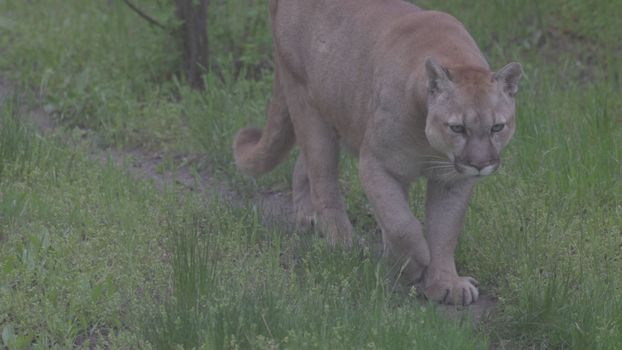 Beautiful Puma in spring forest. American cougar - mountain lion. Wild cat walks in the forest, scene in the woods. Wildlife America. Slow motion 120 fps, ProRes 422, ungraded C-LOG 10 bit.