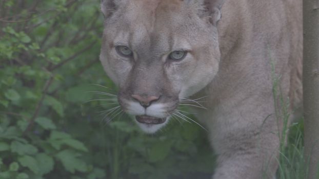 Beautiful Puma in spring forest. American cougar - mountain lion. Wild cat walks in the forest, scene in the woods. Wildlife America. Slow motion 120 fps, ProRes 422, ungraded C-LOG 10 bit.