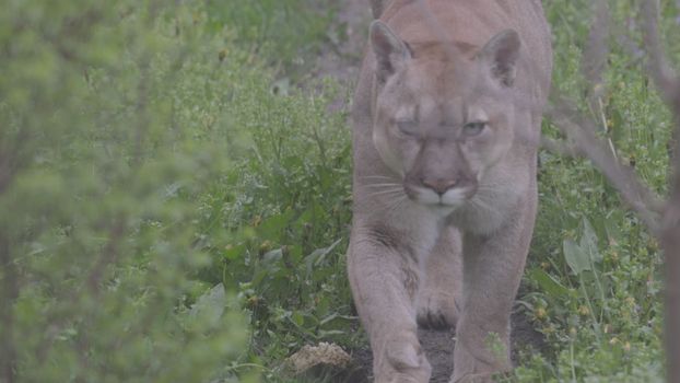 Beautiful Puma in spring forest. American cougar - mountain lion. Wild cat walks in the forest, scene in the woods. Wildlife America. Slow motion 120 fps, ProRes 422, ungraded C-LOG 10 bit.