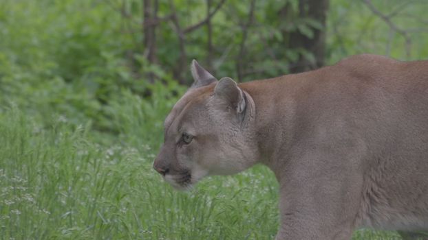Beautiful Puma in spring forest. American cougar - mountain lion. Wild cat walks in the forest, scene in the woods. Wildlife America. Slow motion 120 fps, ProRes 422, ungraded C-LOG 10 bit.