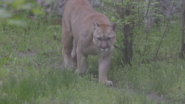 Beautiful Puma in spring forest. American cougar - mountain lion. Wild cat walks in the forest, scene in the woods. Wildlife America. Slow motion 120 fps, ProRes 422, ungraded C-LOG 10 bit.