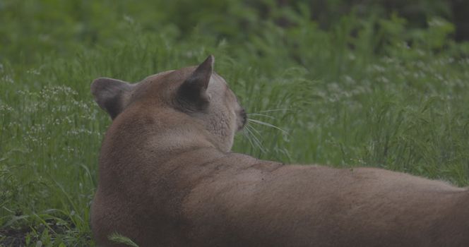 Beautiful Puma in spring forest. American cougar - mountain lion. Wild cat resting on the grass, scene in the woods. Wildlife America. Slow motion 120 fps, ProRes 422, ungraded C-LOG 10 bit.