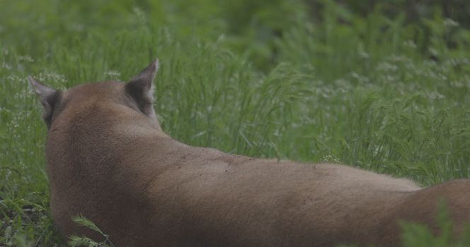 Beautiful Puma in spring forest. American cougar - mountain lion. Wild cat resting on the grass, scene in the woods. Wildlife America. Slow motion 120 fps, ProRes 422, ungraded C-LOG 10 bit.