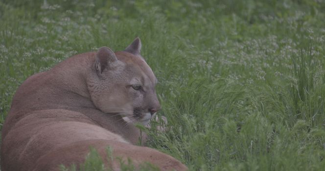 Beautiful Puma in spring forest. American cougar - mountain lion. Wild cat resting on the grass, scene in the woods. Wildlife America. Slow motion 120 fps, ProRes 422, ungraded C-LOG 10 bit.