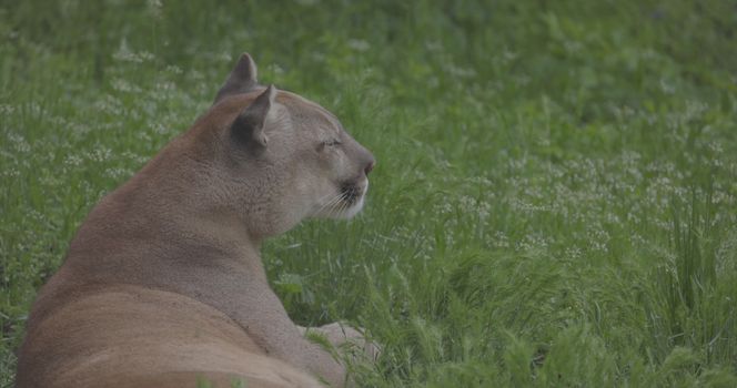 Beautiful Puma in spring forest. American cougar - mountain lion. Wild cat resting on the grass, scene in the woods. Wildlife America. Slow motion 120 fps, ProRes 422, ungraded C-LOG 10 bit.