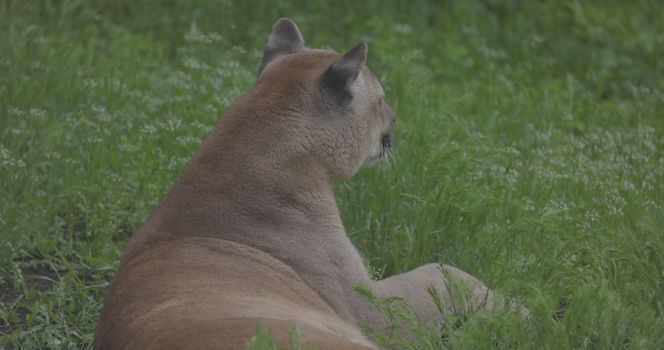 Beautiful Puma in spring forest. American cougar - mountain lion. Wild cat resting on the grass, scene in the woods. Wildlife America. Slow motion 120 fps, ProRes 422, ungraded C-LOG 10 bit.