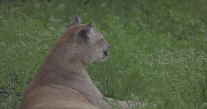 Beautiful Puma in spring forest. American cougar - mountain lion. Wild cat resting on the grass, scene in the woods. Wildlife America. Slow motion 120 fps, ProRes 422, ungraded C-LOG 10 bit.