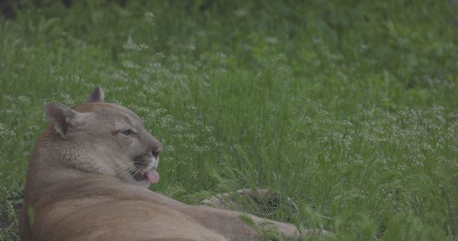 Beautiful Puma in spring forest. American cougar - mountain lion. Wild cat resting on the grass, scene in the woods. Wildlife America. Slow motion 120 fps, ProRes 422, ungraded C-LOG 10 bit.