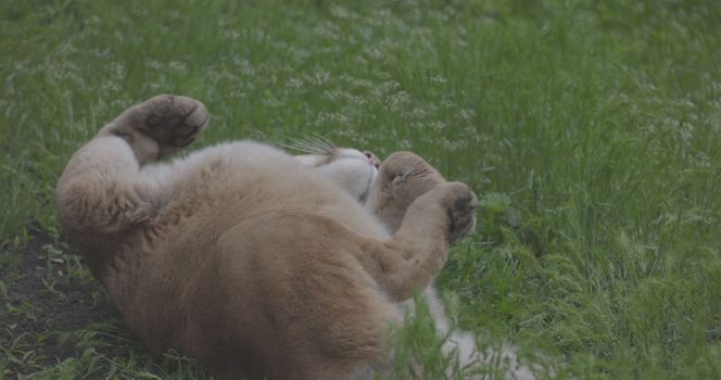 Beautiful Puma in spring forest. American cougar - mountain lion. Wild cat resting on the grass, scene in the woods. Wildlife America. Slow motion 120 fps, ProRes 422, ungraded C-LOG 10 bit.