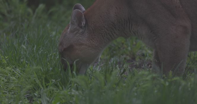 Beautiful Puma in spring forest. American cougar - mountain lion. Wild cat resting on the grass, scene in the woods. Wildlife America. Slow motion 120 fps, ProRes 422, ungraded C-LOG 10 bit.