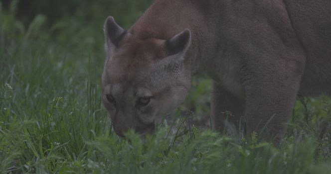 Beautiful Puma in spring forest. American cougar - mountain lion. Wild cat resting on the grass, scene in the woods. Wildlife America. Slow motion 120 fps, ProRes 422, ungraded C-LOG 10 bit.