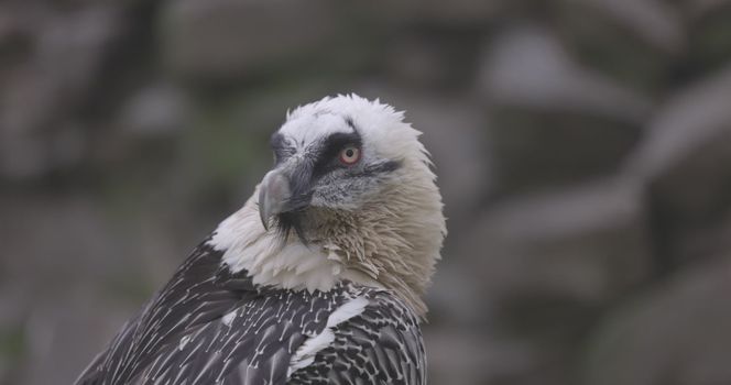Bearded Vulture, Gypaetus barbatus, detail portrait of rare mountain bird. Close-up portrait of beautiful mountain bird. 4K slow motion 120 fps video, ProRes 422, ungraded C-LOG 10 bit.