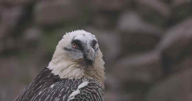 Bearded Vulture, Gypaetus barbatus, detail portrait of rare mountain bird. Close-up portrait of beautiful mountain bird. 4K slow motion 120 fps video, ProRes 422, ungraded C-LOG 10 bit.