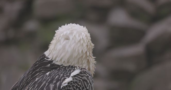 Bearded Vulture, Gypaetus barbatus, detail portrait of rare mountain bird. Close-up portrait of beautiful mountain bird. 4K slow motion 120 fps video, ProRes 422, ungraded C-LOG 10 bit.