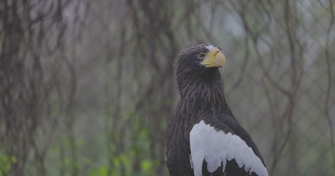 Steller's sea eagle (Haliaeetus pelagicus). Wildlife animal. detail portrait of rare bird. Close-up portrait of beautiful proud bird. 4K slow motion 120 fps video, ProRes 422, ungraded C-LOG 10 bit.