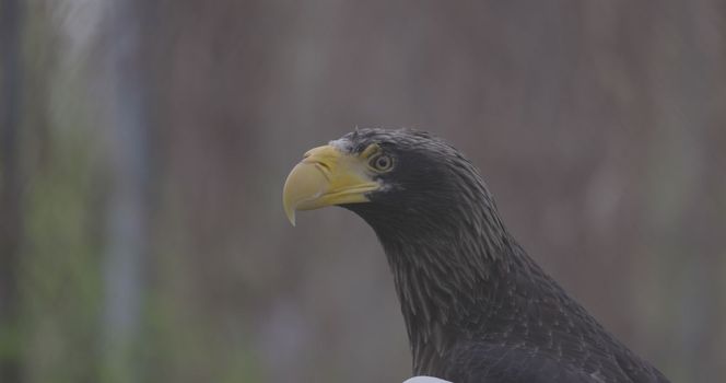 Steller's sea eagle (Haliaeetus pelagicus). Wildlife animal. detail portrait of rare bird. Close-up portrait of beautiful proud bird. 4K slow motion 120 fps video, ProRes 422, ungraded C-LOG 10 bit.