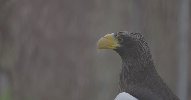 Steller's sea eagle (Haliaeetus pelagicus). Wildlife animal. detail portrait of rare bird. Close-up portrait of beautiful proud bird. 4K slow motion 120 fps video, ProRes 422, ungraded C-LOG 10 bit.