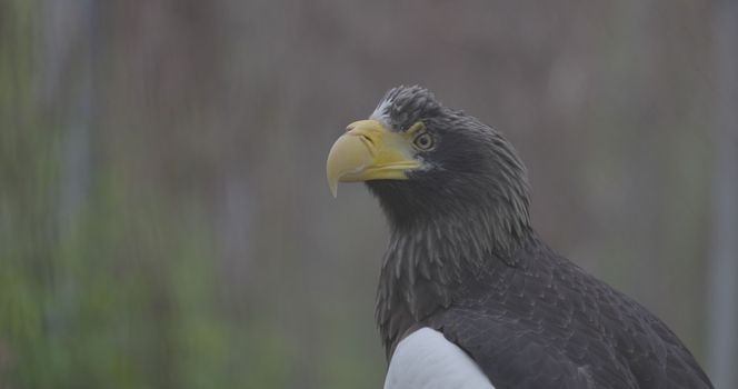 Steller's sea eagle (Haliaeetus pelagicus). Wildlife animal. detail portrait of rare bird. Close-up portrait of beautiful proud bird. 4K slow motion 120 fps video, ProRes 422, ungraded C-LOG 10 bit.