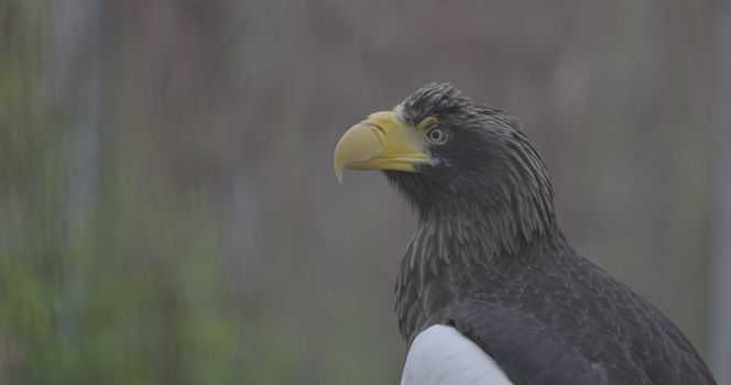 Steller's sea eagle (Haliaeetus pelagicus). Wildlife animal. detail portrait of rare bird. Close-up portrait of beautiful proud bird. 4K slow motion 120 fps video, ProRes 422, ungraded C-LOG 10 bit.