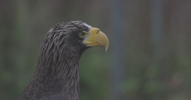 Steller's sea eagle (Haliaeetus pelagicus). Wildlife animal. detail portrait of rare bird. Close-up portrait of beautiful proud bird. 4K slow motion 120 fps video, ProRes 422, ungraded C-LOG 10 bit.