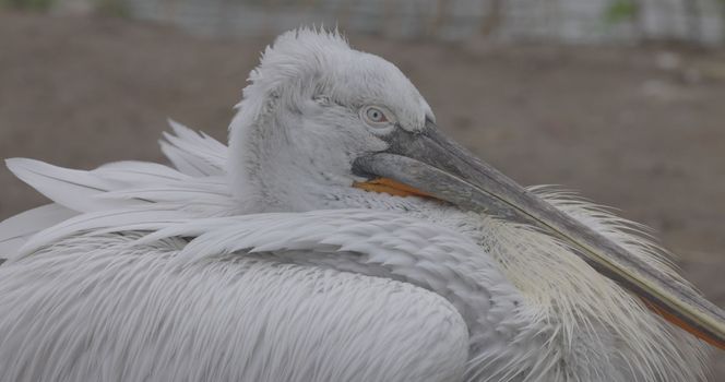 Curly pelican (Pelecanus crispus) is a bird of the pelican family. Curly pelican is listed in the IUCN Red List with the status of vulnerable. 4K slow motion 120 fps, ProRes 422, ungraded C-LOG 10 bit