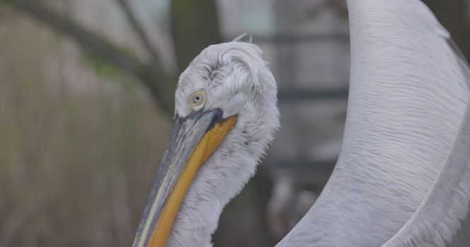 Curly pelican (Pelecanus crispus) is a bird of the pelican family. Curly pelican is listed in the IUCN Red List with the status of vulnerable. 4K slow motion 120 fps, ProRes 422, ungraded C-LOG 10 bit