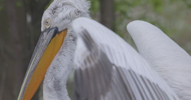 Curly pelican (Pelecanus crispus) is a bird of the pelican family. Curly pelican is listed in the IUCN Red List with the status of vulnerable. 4K slow motion 120 fps, ProRes 422, ungraded C-LOG 10 bit